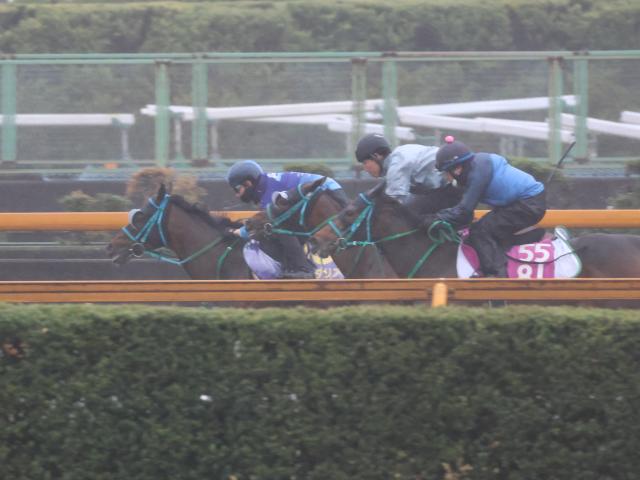 プラダリア、天皇賞(春)1週前追い切り速報/栗東トレセンニュース