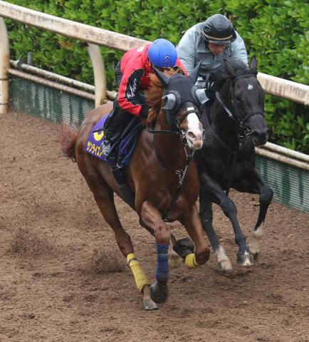 【天皇賞・春1週前追い】サンライズアース本格化ムードだ!坂路しまい重点に半馬身先着