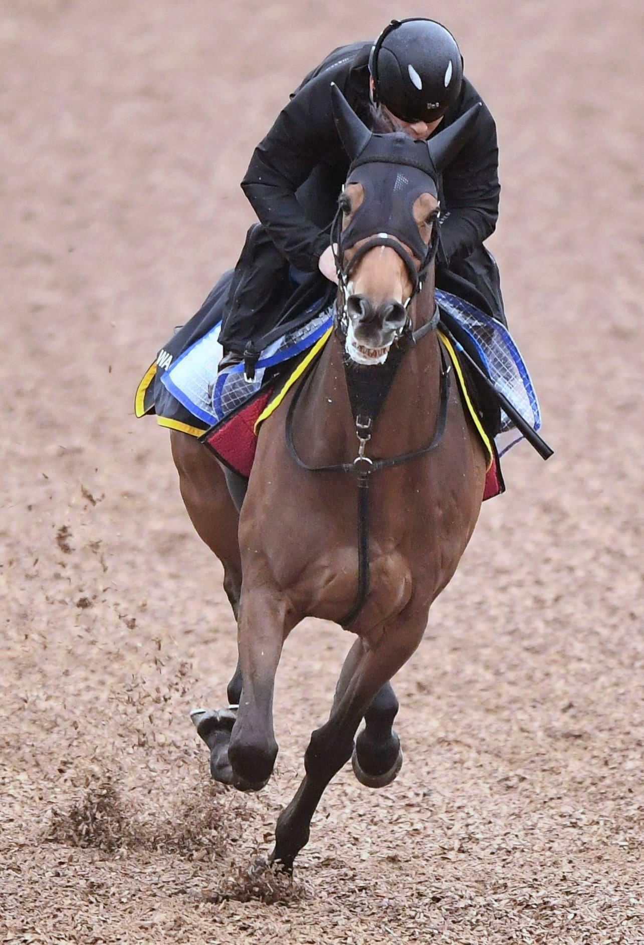 【マイラーズＣ】ロングラン　伸び抜群７歳も元気だ！若々しい走り　和田勇師「頑張っている」