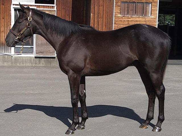 【POG】クロノジェネシスの初子ベレシートが北村友騎乗で調整　馬体も適度なシルエット/馬三郎のつぶやき