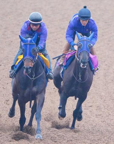【フローラS】ヴァルキリーバース上昇!格上相手に楽々併入　田中博師「距離は問題ない」