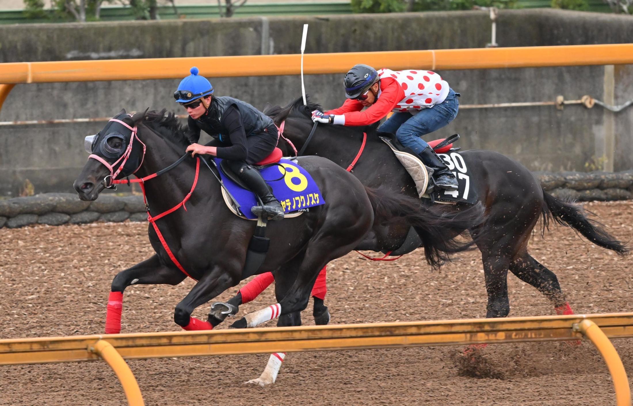 【天皇賞】ハヤテノフクノスケ　しっかり負荷　中村師「力を発揮できるレースになれば」