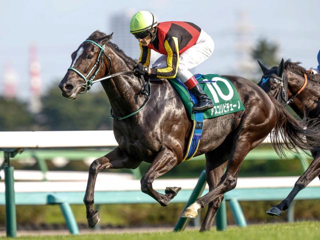 【有力馬動向】アスコリピチェーノは素軽さ満点！ 2つ目のGI奪取へ順調/馬三郎のつぶやき