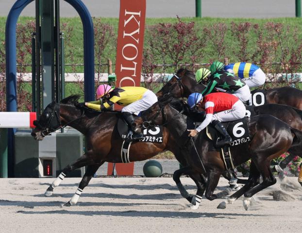 【京都11R・天王山S】ドンアミティエ　OP特別3連勝で7勝目　坂井「着差以上に強かった」