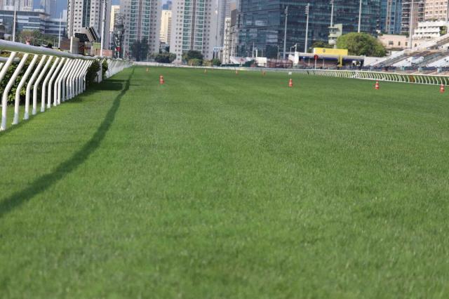 香港シャティン競馬場　昨年から好状態キープ　芝コースを各師が絶賛