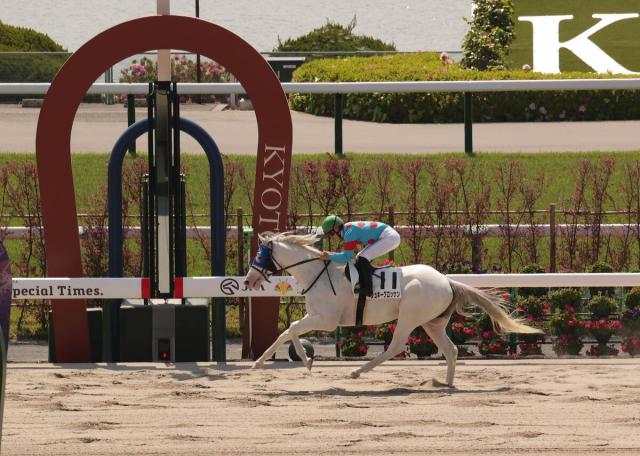 【京都2R・3歳未勝利】1番人気の白毛馬が7馬身差で初V　吉村誠之助騎手「いい勝ち方ができて良かったです」