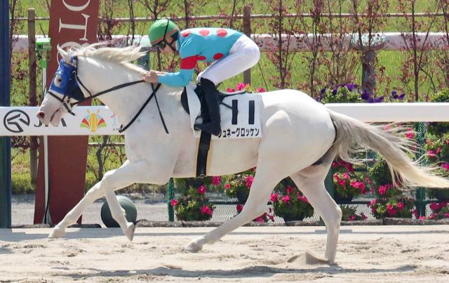 【京都2R・3歳未勝利】ソダシ近親の白毛馬圧勝にSNS感嘆「驚きの白さ」「青メンコと青空でめちゃ映える」
