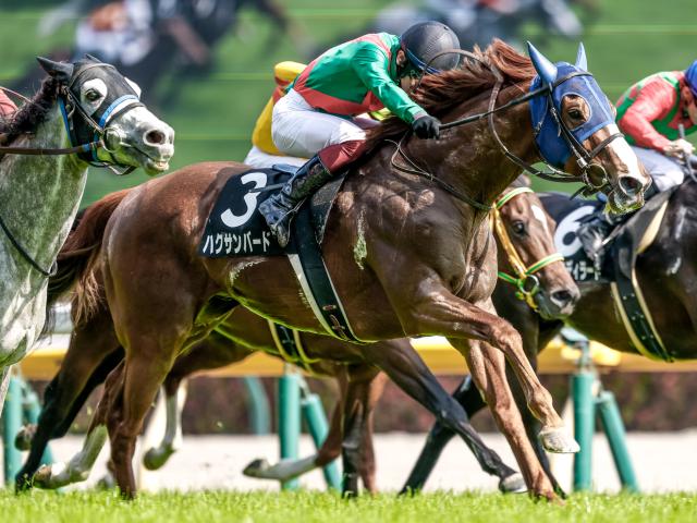 【湘南Sレース後コメント】ハクサンバード小崎綾也騎手ら