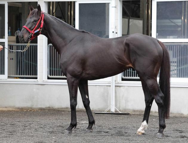 【天皇賞・春】ハヤテノフクノスケ80点　肩首にボリューム