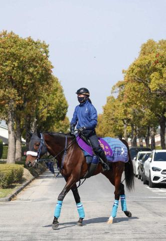 【天皇賞・春】ブローザホーン　仕上がり太鼓判　田嶋助手「疲れも取れていい状態。さらに上積みがある」