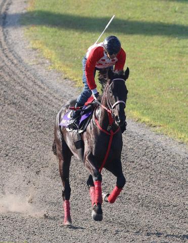 【天皇賞・春】ハヤテノフクノスケ　長距離適性ある　陣営「いつも通りいい気配」