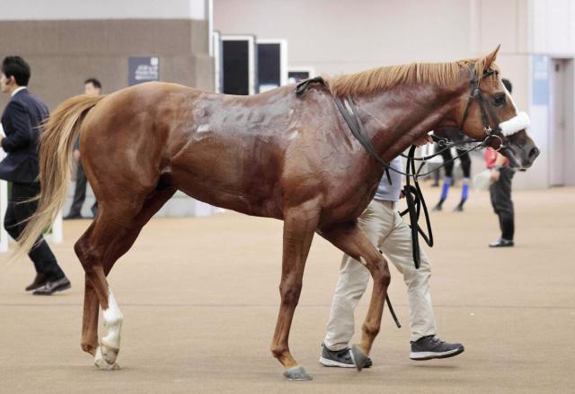 【プリンシパルS】「いい走りをしている」国枝調教師が最後のダービー参戦へ　初陣快勝の期待馬を送り出す