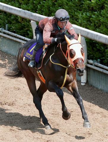 【天皇賞・春】“盾男”「チャンスのある一頭」ショウナンラプンタこん身仕上げ