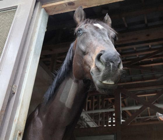 京都競馬場の誘導馬目指し「プボくん」奮闘中