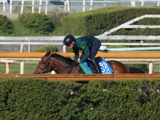 ウィリアムバローズ、かしわ記念追い切り速報/栗東トレセンニュース