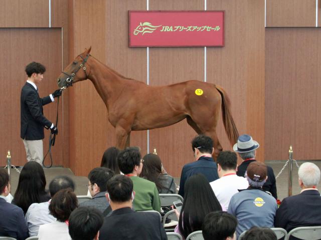 中山競馬場で2025年JRAブリーズアップセール開催 最高額はナダル牝駒で5400万円