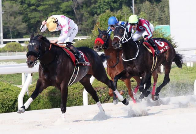 【兵庫CS】ハッピーマンは2番手から3頭で競り合うも2着　坂井瑠星騎手は「最高の競馬はできたが…」