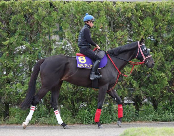 【天皇賞・春】青森県産馬ハヤテノフクノスケは大外15番枠　中村調教師「うれしい枠ではないですけど」