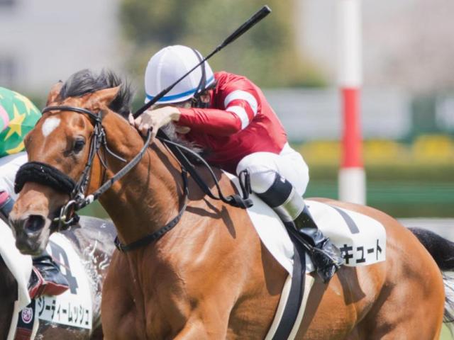 【矢車賞】「ウマ娘」藤田晋オーナーの1億円馬 セイキュートが連勝なるか
