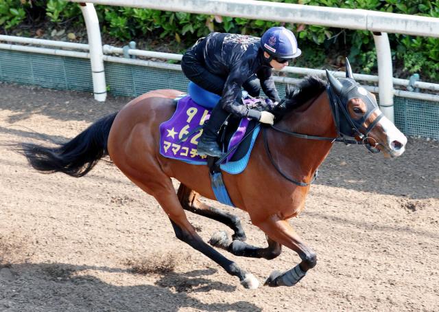 【京王杯SC】東京コース初のママコチャは3枠3番　トウシンマカオは7枠9番　枠順確定