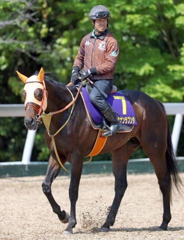 【天皇賞・春】初タイトル狙うショウナンラプンタは坂路で活気十分　高野調教師「動き、雰囲気ともに満足」