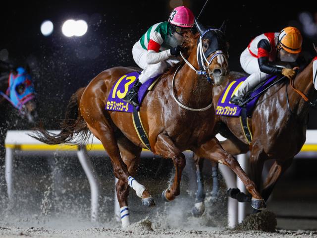 【有力馬動向】セラフィックコール 帝王賞へ賞金加算は必須/馬三郎のつぶやき