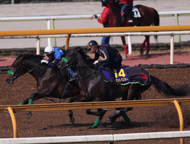 【天皇賞・春】(10)リミットバスター　手綱さばき期待　杉山晴師「どこかで内に潜り込めれば」