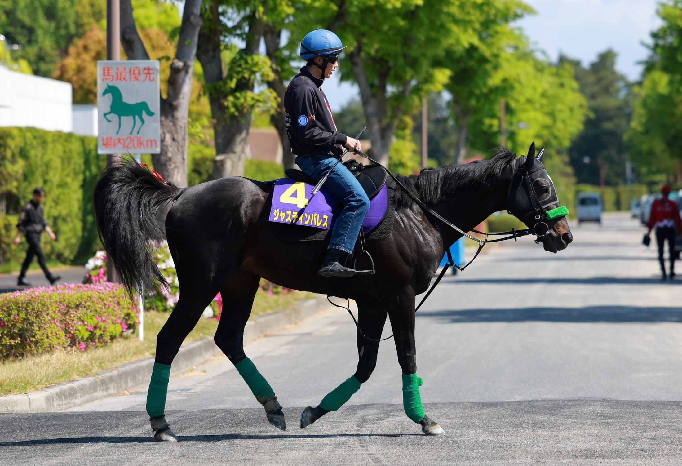 【天皇賞】ジャスティンパレス　「前走くらいゲートが出てくれれば」杉山晴師が期待