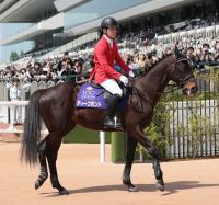 ＜京都1R＞馬場入り際、誘導馬としてファンの前に姿を見せたディープボンド（撮影・坂田　高浩）