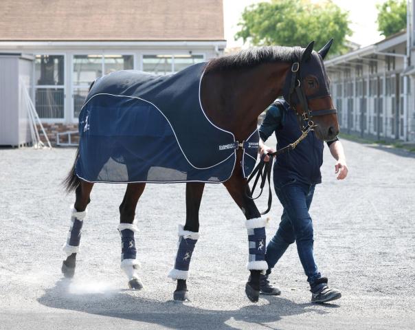 【天皇賞・春】ブローザホーンは長丁場への適性が向上　吉岡調教師「対応力が上がってきている」