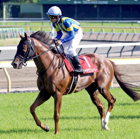 【京王杯スプリングC】戸崎圭太騎手騎乗のシャドウフューリー中団から脚伸ばして5着「叩いて良くなりそう」