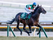 天皇賞(春)に出走予定のヘデントール(撮影：下野雄規)