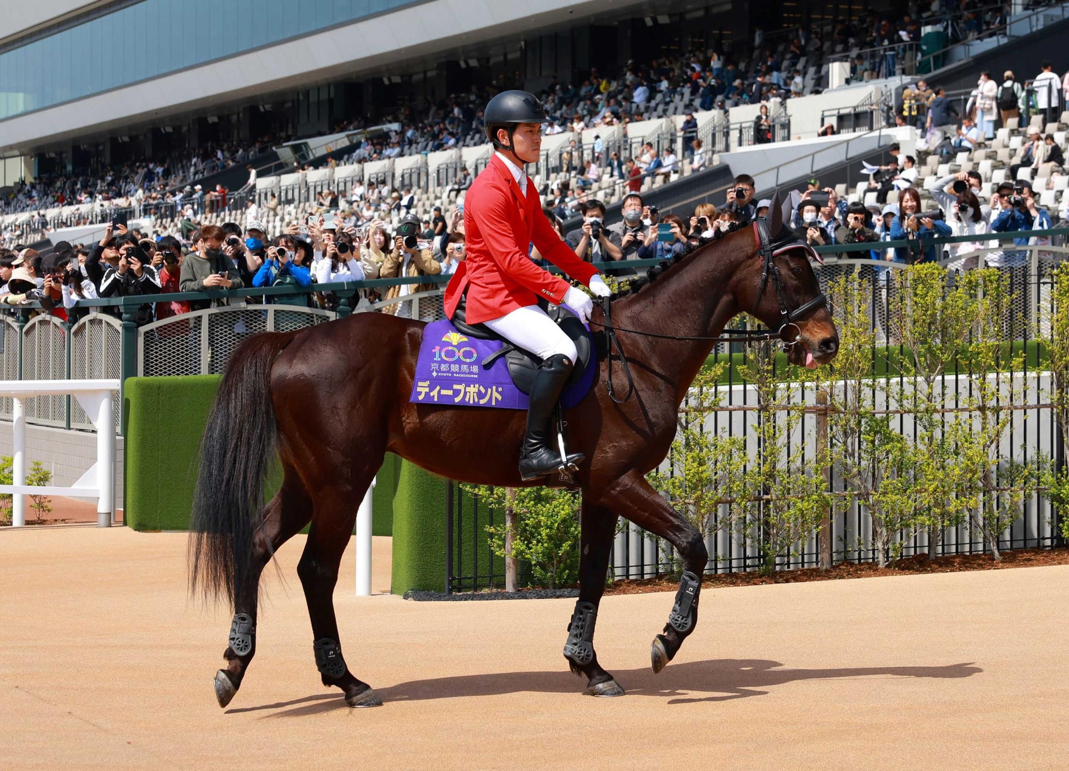 “プボくん”ことディープボンド　京都競馬場で誘導馬デビュー！漆黒の馬体健在　大久保厩舎の谷口助手「感動です」