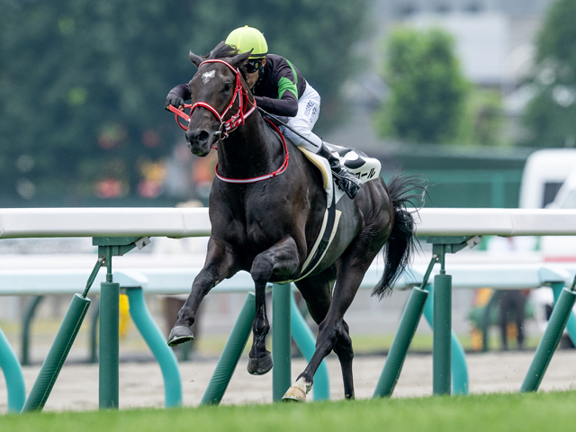 【京都新聞杯見どころ】強敵相手に善戦してきたキングスコールが重賞初制覇を狙う