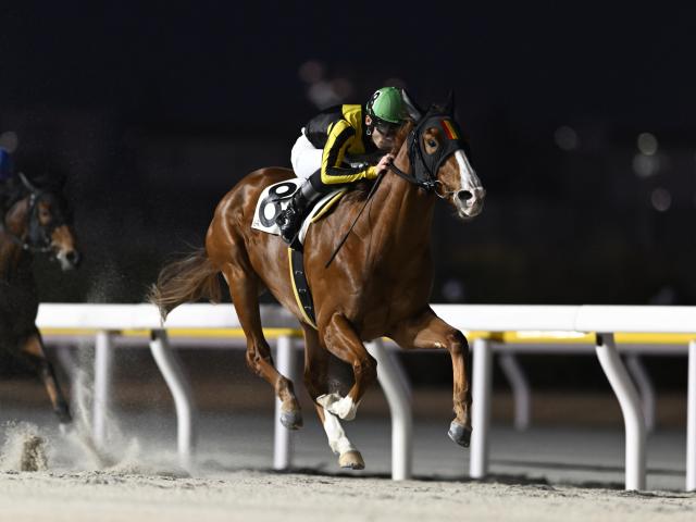 【船橋・東京湾C枠順】4連勝中のジュンハーベストは8枠8番