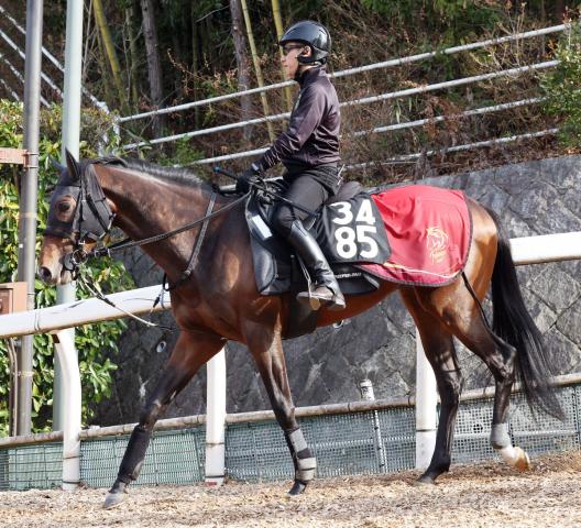 【京都新聞杯】リスグラシュー半弟が念願の舞台　福永調教師「経験がうまく生きれば」