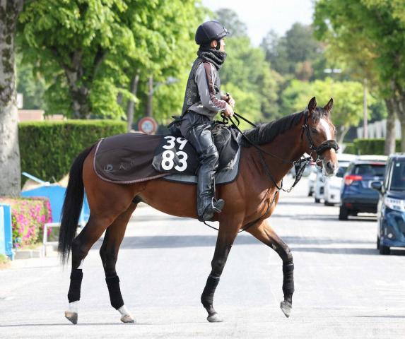 【京都新聞杯】トッピボーン　武豊の手綱に期待