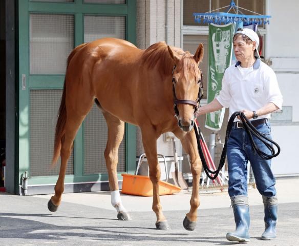 【NHKマイルC】馬名通りの“かわいい子”マピュースは体調良好!　陣営「カイバもバリバリ食べる」