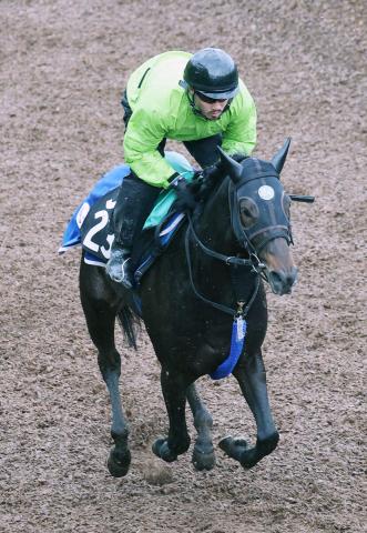【京都新聞杯】エムズが無傷3連勝での日本ダービー出走を狙う　池江調教師「行くなら、勝って行きたいね」