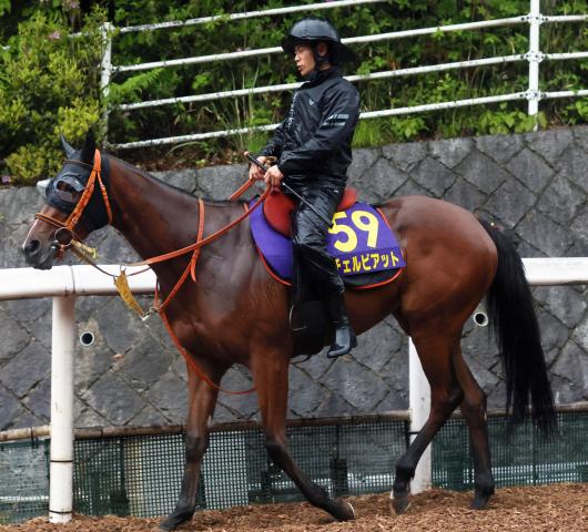 【NHKマイルC】桜花賞は不利がありながら6着のチェルビアット　ディー騎手はG1初騎乗