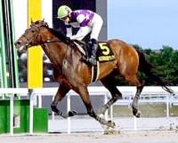 坂井瑠星騎手が騎乗したサンライズジパングが１着（愛知県競馬組合提供）