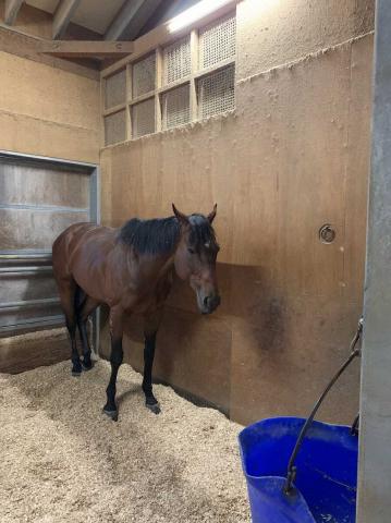シャマル　かしわ記念連覇から一夜、疲れ見せず静養「ケロッとしてます」