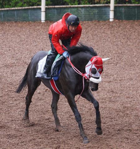 【京都新聞杯】キングスコール　距離は問題なし　反撃へ陣営期待「ポテンシャルは高い」