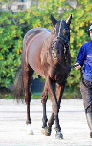 【注目馬動向】クロワデュノールは北村友一騎手とのコンビ継続で日本ダービーへ　凱旋門賞にも登録を済ませる