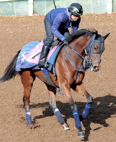 【注目馬動向】スイートピーS6着のテレサが杉山晴紀厩舎に転厩