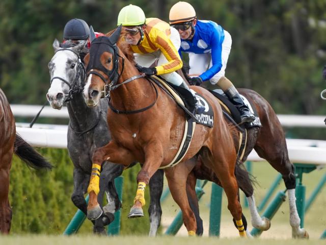 【烏丸S】現級で2着7回 シェイクユアハートが待望のオープン入りなるか