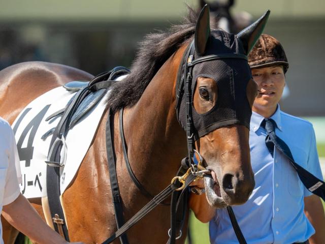 半兄は青葉賞馬のスキルヴィング ライネリーベが4カ月ぶり実戦