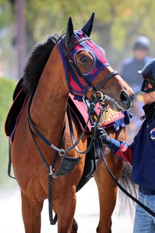 【注目馬動向】エンブロイダリーがオークスに向けて帰厩　鞍上はルメール騎手に決定