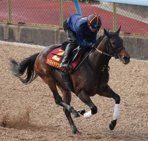 【ヴィクトリアM1週前追い】アドマイヤマツリ　軽快な動き披露　宮田師「楽しみですね」