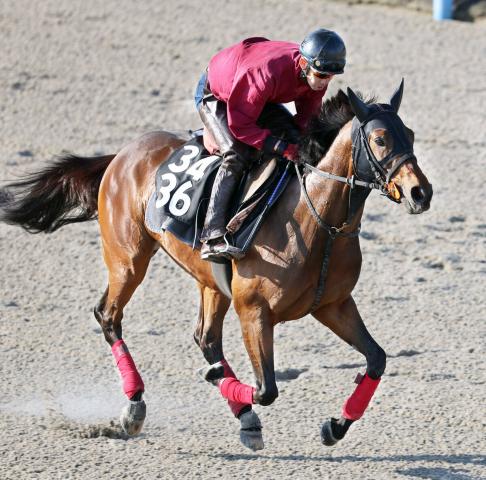 【京都新聞杯】松永幹調教師、ゆかりある血統馬でダービー切符つかむ「以前と比べてフォームが良くなった」
